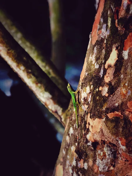 Bir Ağaç Gövdesindeki Yeşil Kertenkelenin Dikey Yakın Çekimi — Stok fotoğraf