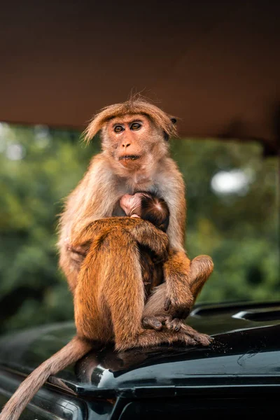 Vertical Shot Brown Bonobo Monkey Clutching Its Baby Sri Lankan — Stock Photo, Image