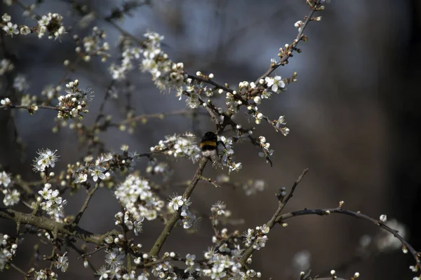 Shallow Focus Shot Buff Tailed Bumblebee Collecting Nectar Blackthorn Flowers — Stock Photo, Image