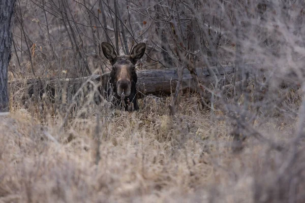 Shot Moose Looking Camera Grand Teton National Park Usa — Stock Photo, Image
