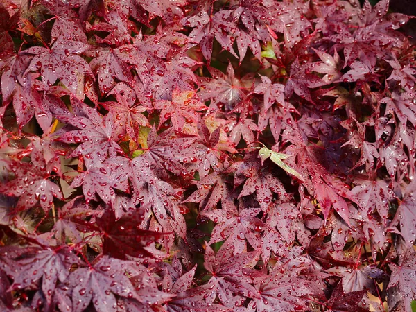 Fresh Red Leaves Water Droplets — Stock Photo, Image