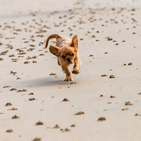 Cane Cavaliere Charles Cucciolo Rubino Che Corre Sulla Spiaggia — Foto Stock