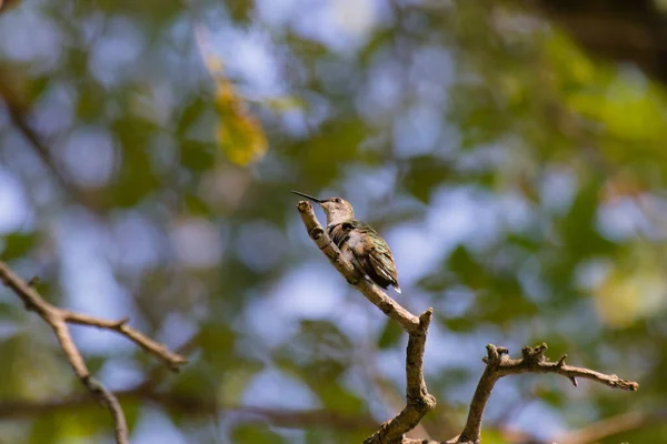 Zbliżenie Ujęcie Ślicznego Ptaka Wróbla Drzewie — Zdjęcie stockowe