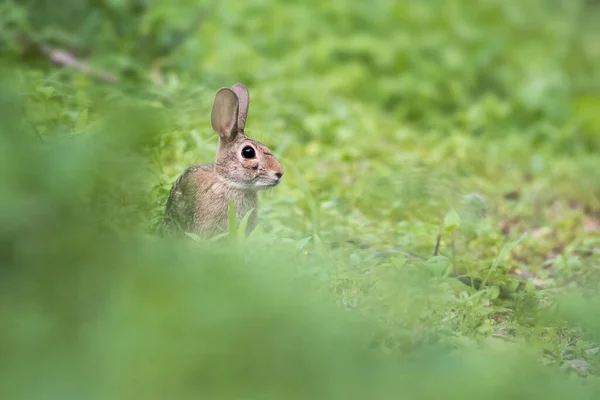 Closeup Cute Bunny Grass Field — Stock Photo, Image