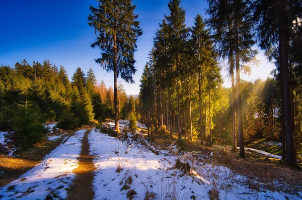 Bosque Turingia Con Nieve Derretida Rayos Sol Que Vienen Entre —  Fotos de Stock