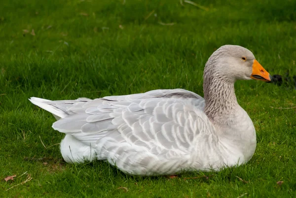 Une Oie Blanche Assise Sur Herbe Verte — Photo