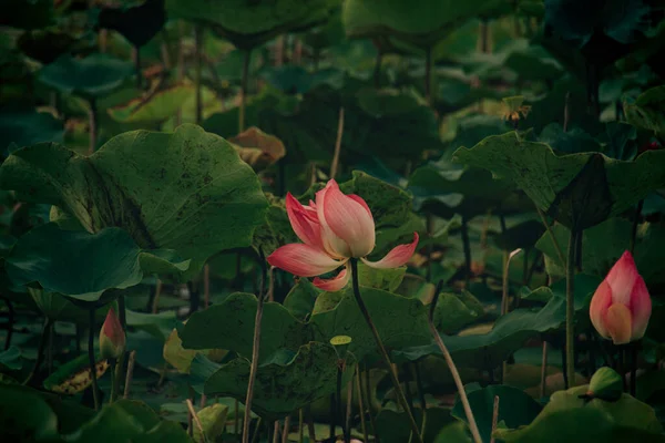 Lotosový Květ Nebo Nelumbo Nukleární Jezírku Jemně Kymácejících Listů — Stock fotografie