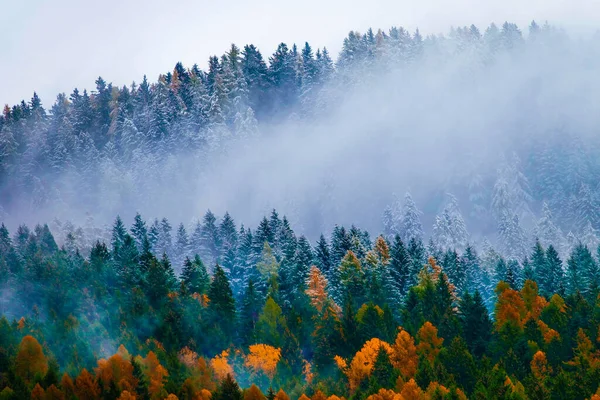 Beautiful View Foggy Forest Countryside — Stock Photo, Image