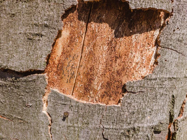 Close Uma Árvore Velha Casca Textura Fundo — Fotografia de Stock