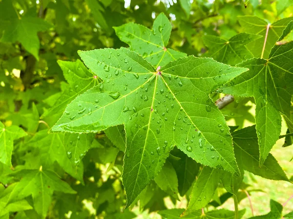 Gros Plan Gouttes Rosée Sur Une Feuille Érable Prise Emmaville — Photo