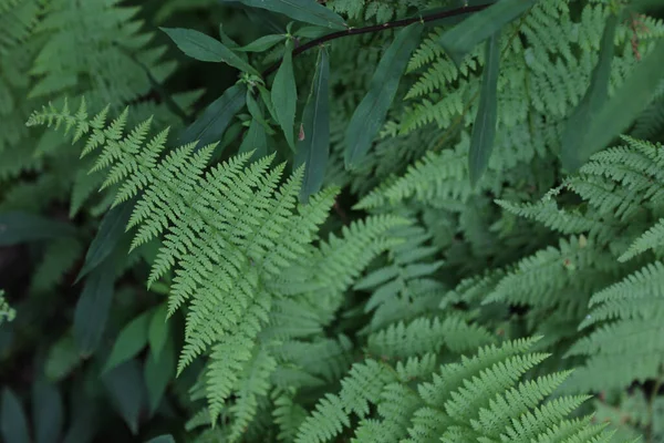 Eine Nahaufnahme Von Einem Frischen Farnblatt Einem Wald — Stockfoto