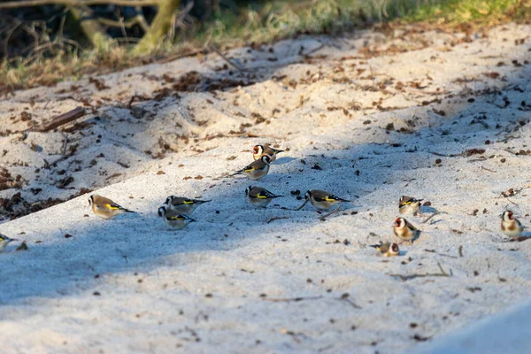 Closeup Adorable Little Goldfinches Foraging Sand Daylight — Stock Photo, Image