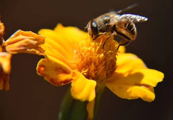 Primer Plano Una Abeja Polinizando Una Hermosa Flor Primavera Amarilla — Foto de Stock