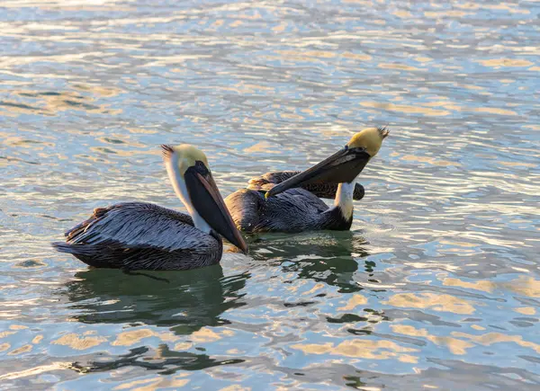 Primer Plano Pelícanos Marrones Pelecanus Occidentalis Flotando Cuerpo Agua — Foto de Stock