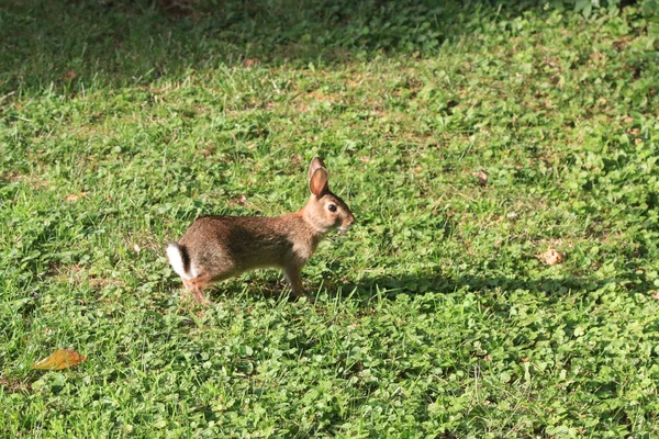 A closeup of a wild rabbit standing on the grass under the sunlight