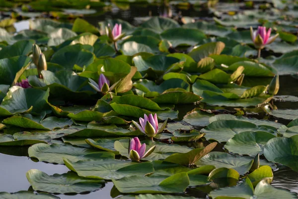 湖に咲くニンファエアの花のクローズアップ — ストック写真
