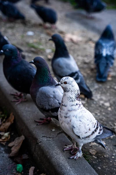 Foyer Sélectif Pigeon Sauvage Blanc — Photo