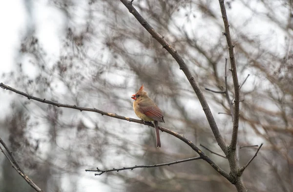 一种普通的小红雀 栖息在模糊的背景下的树枝上 — 图库照片