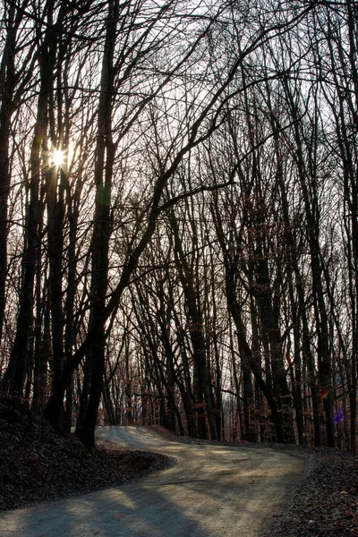 傍晚时分 一条穿过森林 光秃秃树木的路的垂直截图 — 图库照片