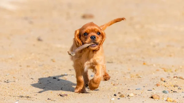 Chien Cavalier Roi Charles Chiot Rubis Jouant Sur Plage Avec — Photo