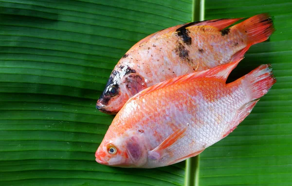 Taze Kırmızı Tilapia Balıkları Muz Yaprağı Arka Planında Izole Edilmiş — Stok fotoğraf