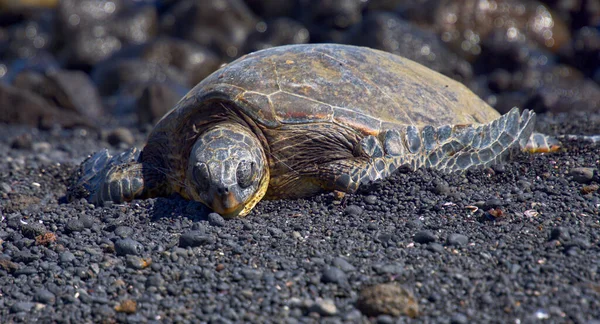 Een Reuzenschildpad Liggend Stenen Onder Zonlicht — Stockfoto