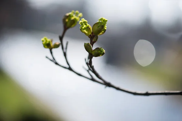 Shallow Focus Shot Green Buds Branch Tree — Stock Photo, Image