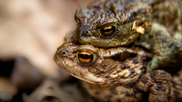 Closeup Shot Common Toads Blurry Background — Stock Photo, Image