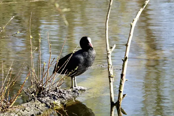Seletivo Pássaro Fulica Atra Perto Uma Lagoa — Fotografia de Stock