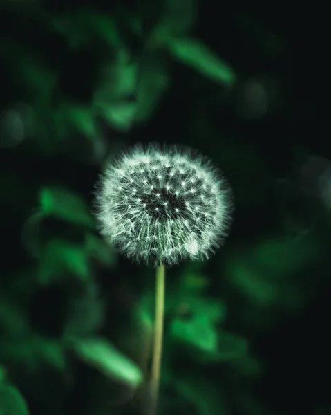 薄緑色の背景がぼやけたタンポポの花の浅い焦点ショット — ストック写真