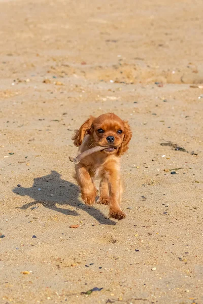 Dog Cavalier King Charles Ruby Puppy Playing Beach Piece Wood — Stock Photo, Image