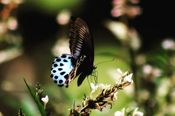 Närbild Bild Papilio Polymernestor Fjäril Uppflugen Vit Blomma Trädgården Solig — Stockfoto