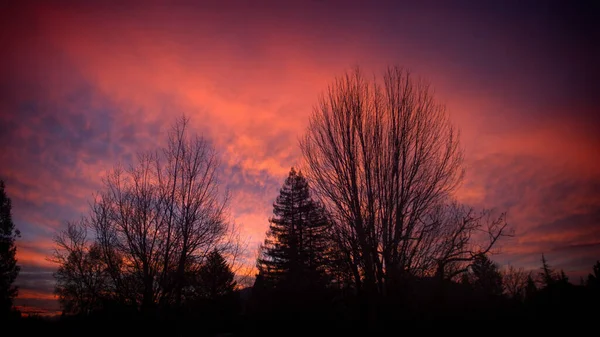 Güzel Pembe Bir Günbatımına Karşı Ağaçların Siluetlerinin Manzarası — Stok fotoğraf