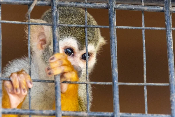A cute spider monkey behind a cage in a zoo in New Barnfuls, Texas