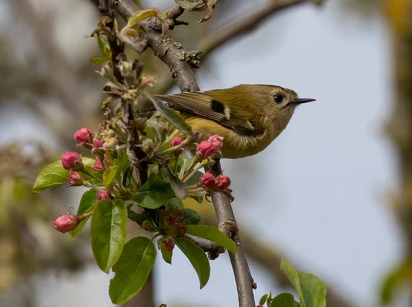 金雀花 金雀花栖息在树枝上的金雀花的精选焦点照片 — 图库照片
