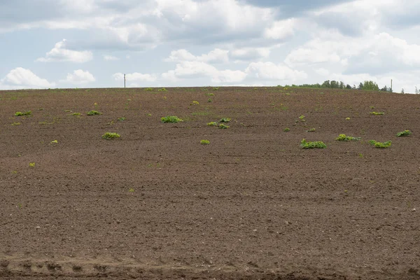 曇りの日に畑の中の毒草の美しい景色 — ストック写真