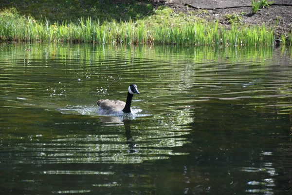 Pato Nadando Lago — Foto de Stock