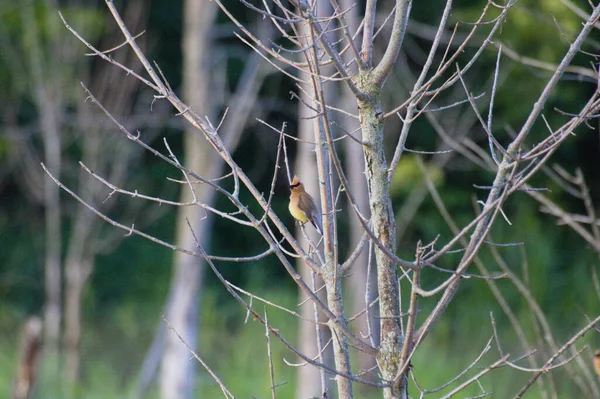 Ein Einzelner Gelber Seltener Vogel Thront Auf Einem Ast — Stockfoto