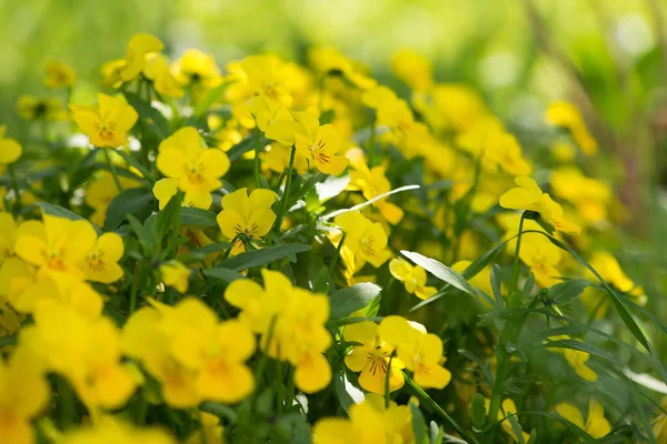 Closeup Beautiful Yellow Primrose Flowers Garden — Stock Photo, Image