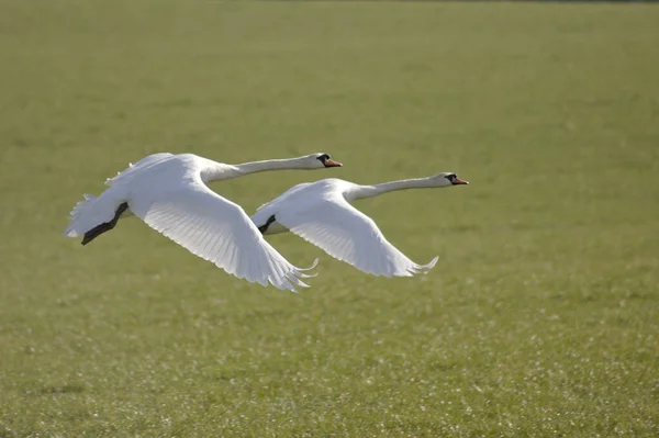 Closeup Two White Swans Taking Flight Grass Field Anglesey Wales — Stock Photo, Image