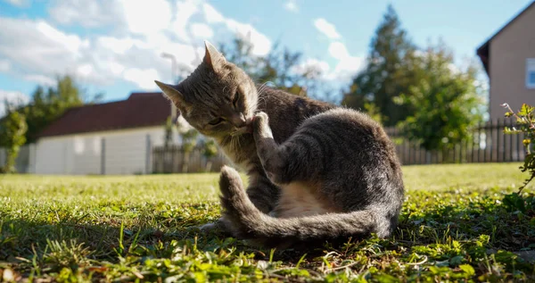 庭の草の上に座って明るい日差しの中で舌で足をきれいに美しい短髪のタビー猫のクローズアップショット — ストック写真