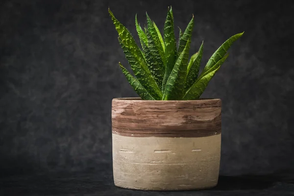 Eine Nahaufnahme Der Spitzen Aloe Topf Isoliert Auf Dunkelgrauem Hintergrund — Stockfoto