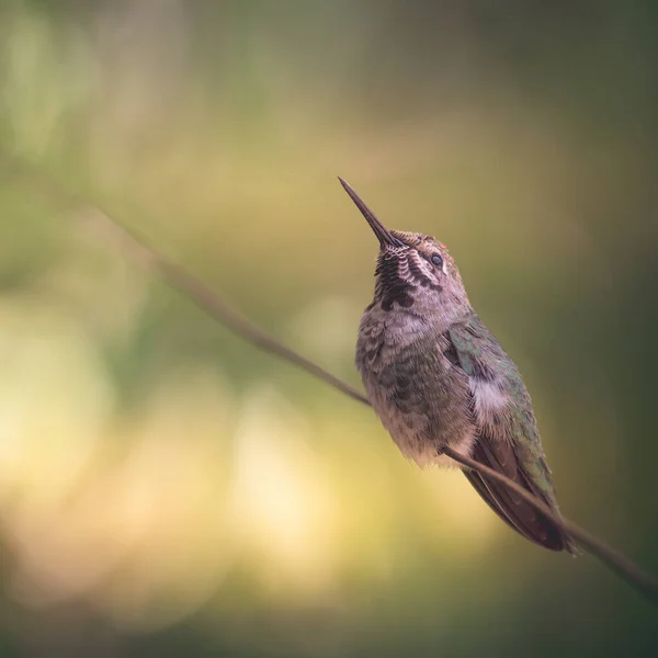 Selektiv Fokusbild Kolibri — Stockfoto