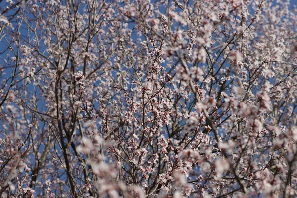 Uma Vista Panorâmica Árvore Primavera Baviera — Fotografia de Stock