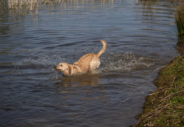 Labrador Retriever Suda Eğleniyor — Stok fotoğraf