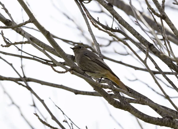 Tiro Foco Raso Redstart Preto Empoleirado Ramo — Fotografia de Stock