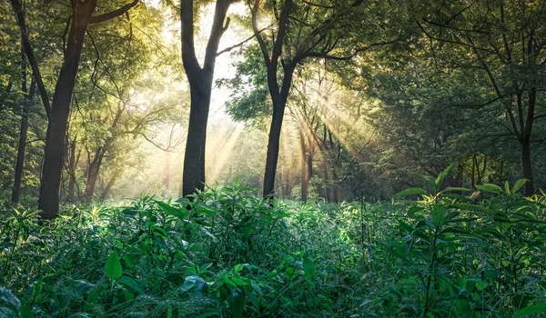 Ormanda Sisli Gündoğumunun Manzarası — Stok fotoğraf