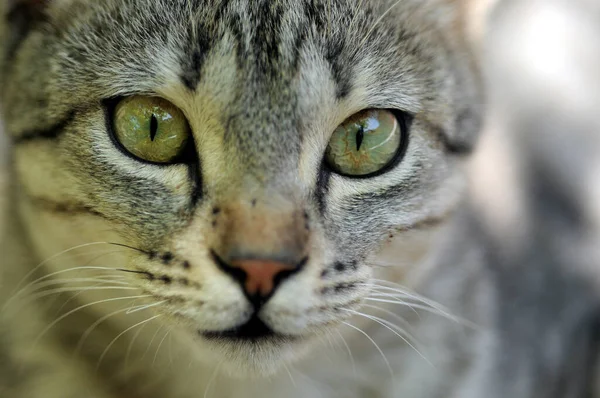 通りの猫の顔のクローズアップショット — ストック写真