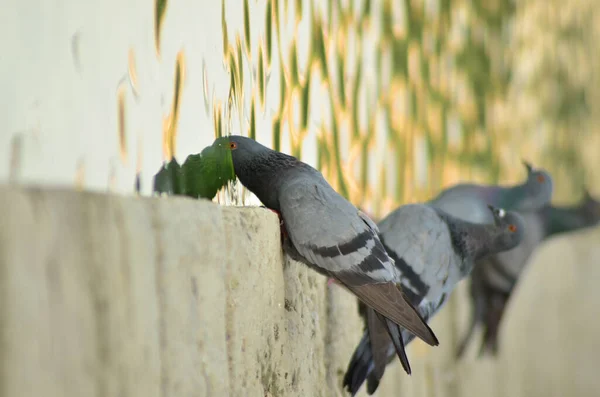 공원에 아름다운 비둘기들의 — 스톡 사진
