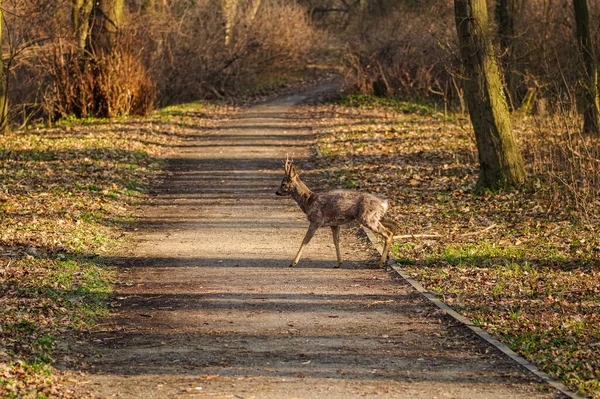 Een Schattig Reeën Hert Capreolus Steekt Een Weg Het Park — Stockfoto